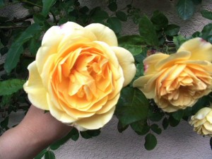 IMG_0271 IMG_0271