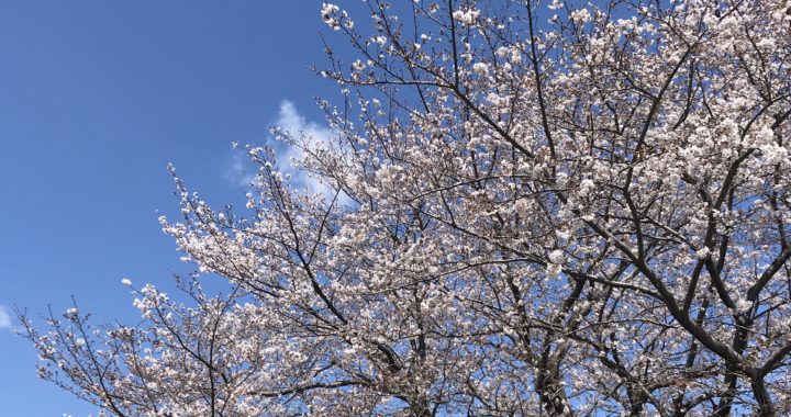 なんでこんなに桜が好きなのか